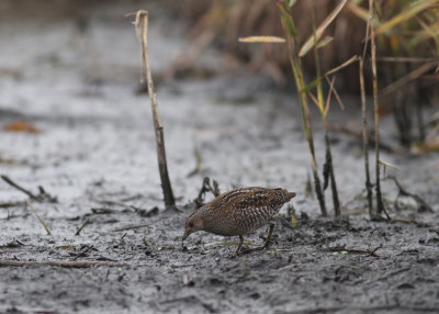 Spotted Crake (Porzana porzana) - smflckig sumphna