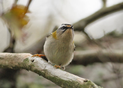 Firecrest (Regulus ignicapilla) - brandkronad kungsfgel