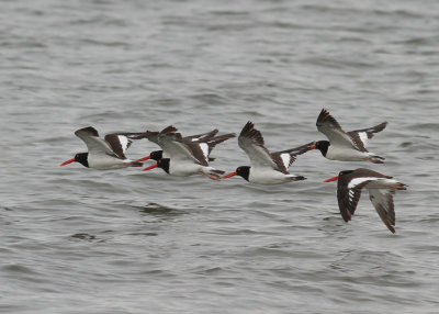 American Oystercatcher (Haematopus palliatus) - amerikansk strandskata