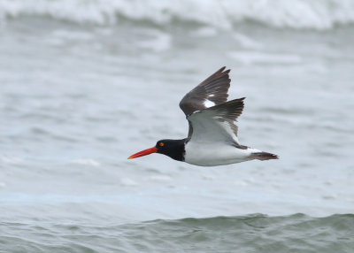 American Oystercatcher (Haematopus palliatus) - amerikansk strandskata