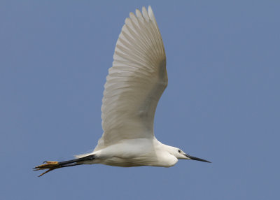 Little Egret (Egretta garzetta) - silkeshäger