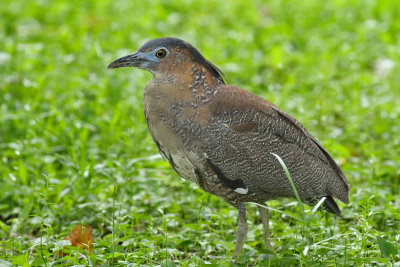 Malayan Night Heron (Gorsachius melanolophus)