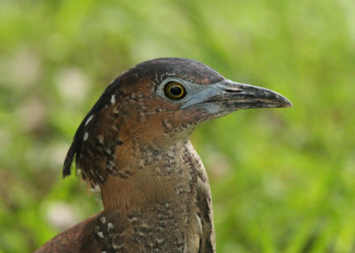 Malayan Night Heron (Gorsachius melanolophus)