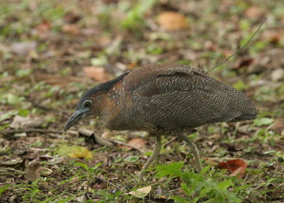 Malayan Night Heron (Gorsachius melanolophus)