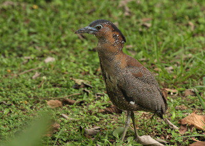 Malayan Night Heron (Gorsachius melanolophus)