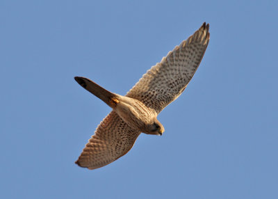 Common Kestrel (Falco tinnunculus) - tornfalk