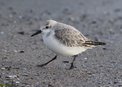 Sanderling (Calidris alba) - sandlpare