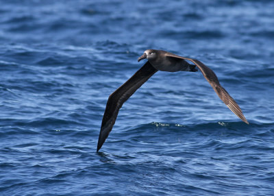 Black-footed Albatross (Diomedea nigripes) - svartfotad albatross