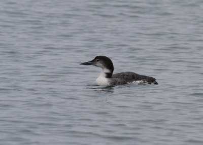 Common Loon (Gavia immer) - svartnbbad islom