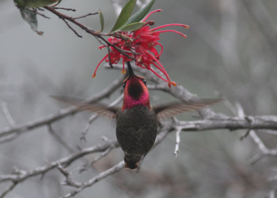 Anna's Hummingbird (Calypte anna) - annas kolibri