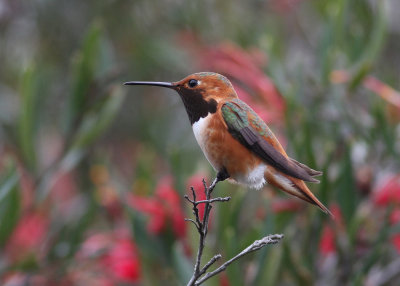 Allen's Hummingbird (Selasphorus sasin) - allens kolibri