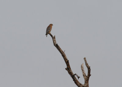Red-shouldered Hawk (Buteo lineatus) - bandvingad vrk
