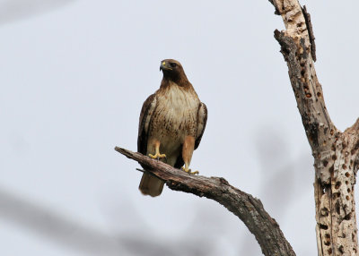 Red-tailed Hawk (Buteo jamaicensis)  rdstjrtad vrk