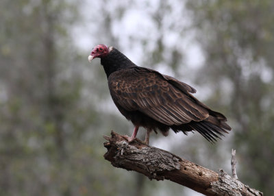 Turkey Vulture (Cathartes aura) - kalkongam