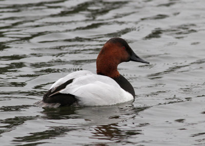 Canvasback (Aythya valisineria) - svartnbbad brunand