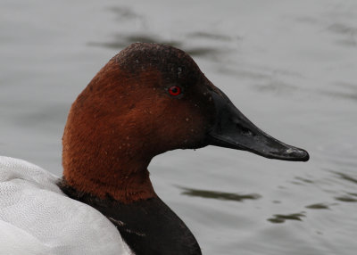 Canvasback (Aythya valisineria) - svartnbbad brunand