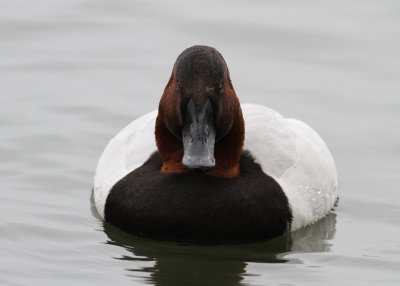 Canvasback (Aythya valisineria) - svartnbbad brunand