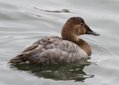 Canvasback (Aythya valisineria) - svartnbbad brunand