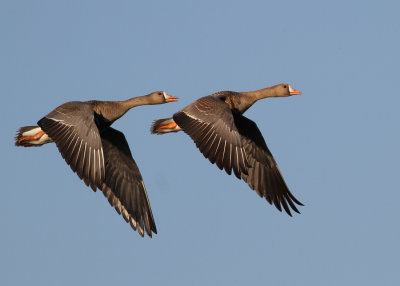 Greater White-fronted Goose (Anser albifrons) - blsgs