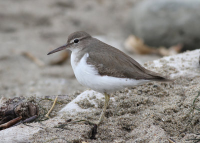 Spotted Sandpiper (Actitis macularia) -flckdrillsnppa