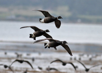 Black Brent (Branta bernicla nigricans) - svartbukig prutgås