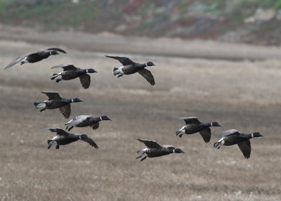 Balck Brent (Branta bernicla nigricans) - svartbukig prutgås