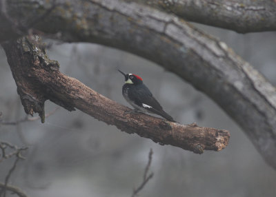 Acorn Woodpecker (Melanerpes formicivorus) - Samlarspett