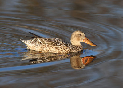 Northern Shoveler (Anas clypeata) - skedand