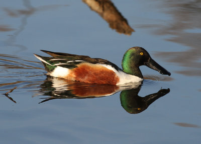 Northern Shoveler (Anas clypeata) - skedand