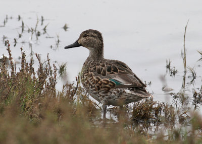 Green-winged Teal (Anas carolinensis) - amerikansk kricka