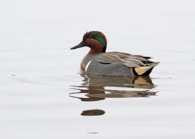 Green-winged Teal (Anas carolinensis) - amerikansk kricka