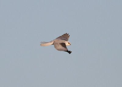 White-tailed Kite (Elanus leucurus) - vitstjrtad glada