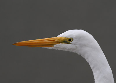 Great Egret (Casmerodius albus) - gretthger 