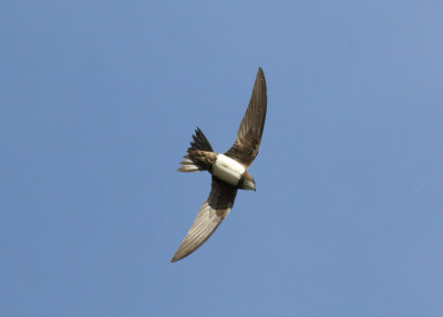 Alpine Swift (Apus melba) - alpseglare