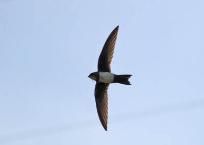 Alpine Swift (Apus melba) - alpseglare