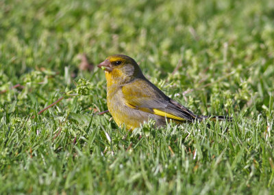 European Greenfinch (Chloris chloris) - Grönfink