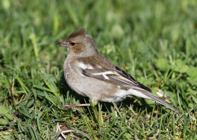 Common Chaffinch (Fringilla colebs) - bofink