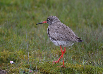 Redshank (Tringa totanus) - Rdbena