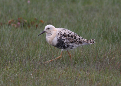 Ruff (Philomachus pugnax) - brushane