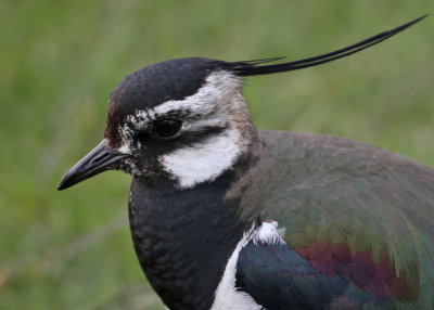 Northen Lapwing (Vanellus vanellus) - tofsvipa