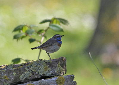 Bluethroat (Luscinia s. svecica) - blåhake