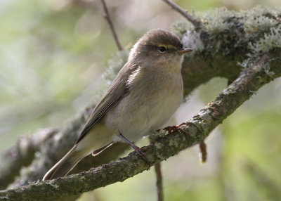 Common Chiffchaff (Phylloscopus collybita) - gransngare