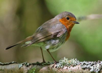 European Robin (European Robin) - rödhake