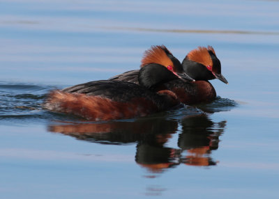 Horned Grebe (Podiceps auritus) - svarthakedopping