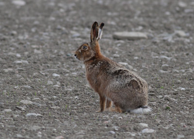 European Hare (Lepus europaeus) - flthare