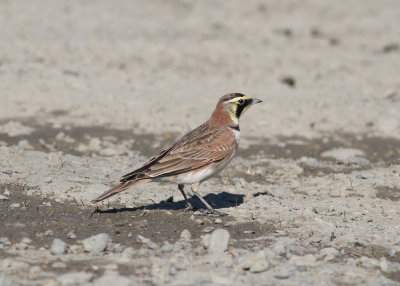 Horned Lark (Eremophila alpestris) - berglrka