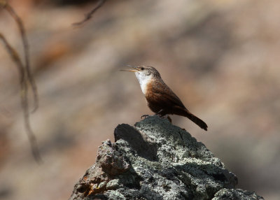 Canyon Wren (Catherpes mexicanus)