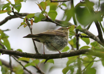 Iberian Chiffchaff (Phylloscopus ibericus) - iberisk gransngare