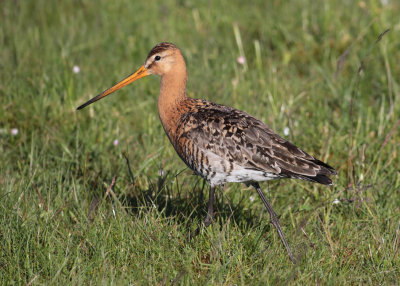 Black-tailed Godwit (Limosa limosa) - rdspov  