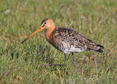 Black-tailed Godwit (Limosa limosa) - rdspov  